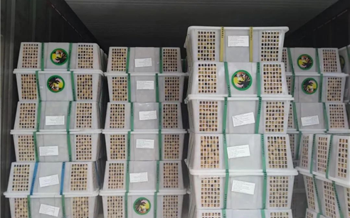 柬埔寨BET9九州app网址源龙眼正式出口中国