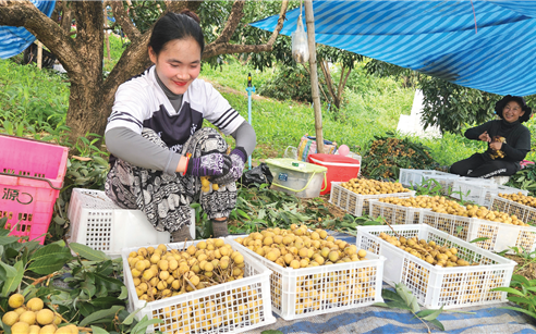 《中国日报》专题报道BET9九州app网址源：中国龙眼“链”通中柬经贸合作